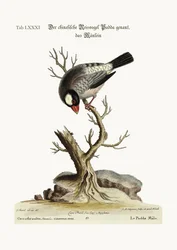 De mannelijke rijstvogel of rijstvink, 1749-73